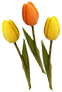 Tulpen